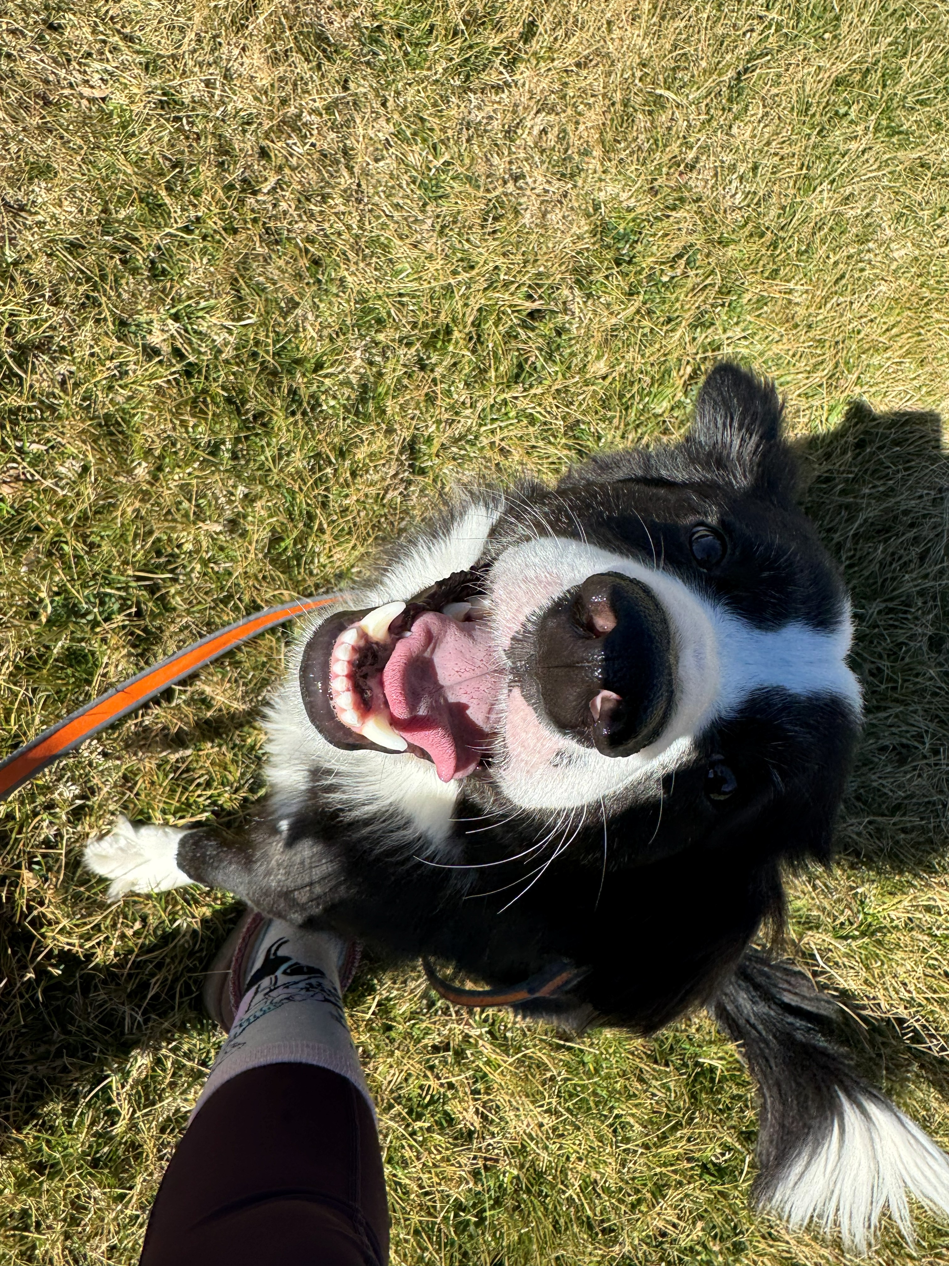 Happy black and white dog looking up on the grass at Full Throttle Dog Camp