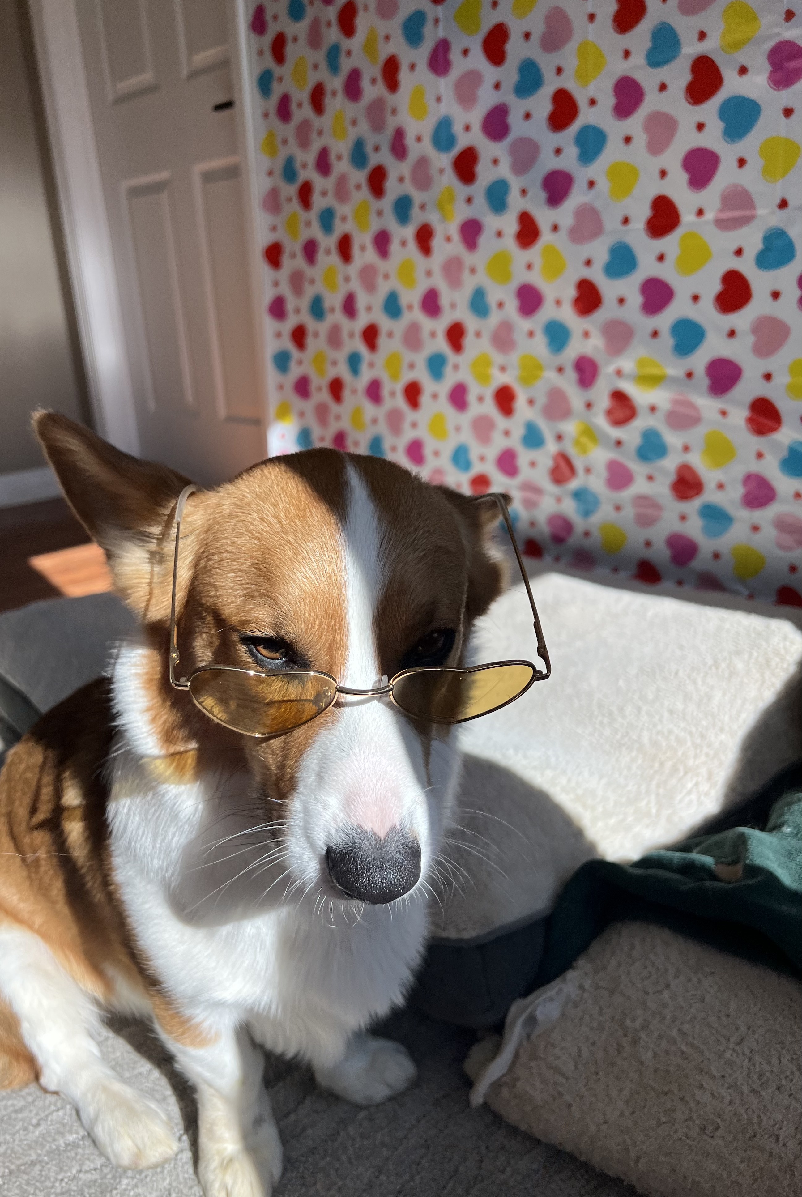 Comfortable in-home crates for boarding dogs