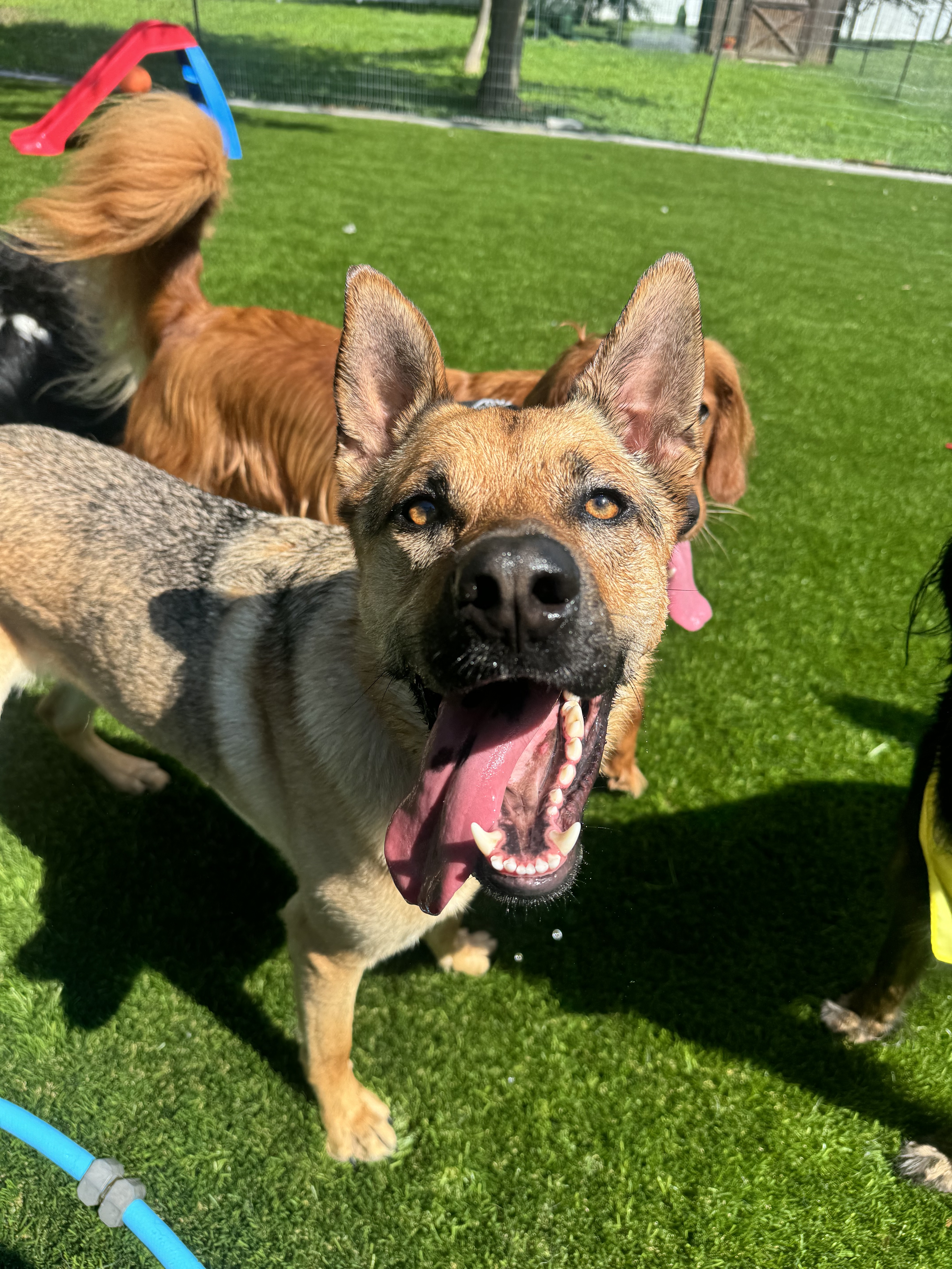 Dogs playing in the outdoor camp area